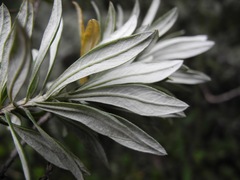 Linochilus schultzii