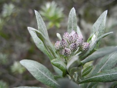 Linochilus schultzii