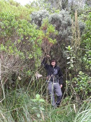 Linochilus violaceus