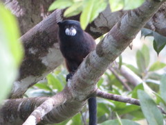 Saguinus fuscicollis