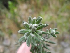 Linochilus violaceus