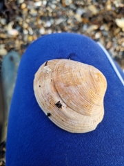 Ruditapes philippinarum