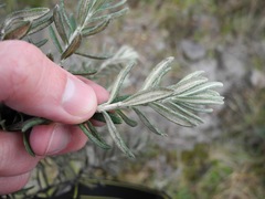Linochilus violaceus