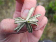 Linochilus violaceus