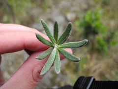 Linochilus violaceus