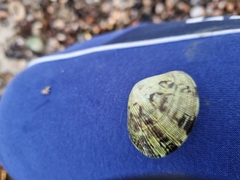 Ruditapes philippinarum