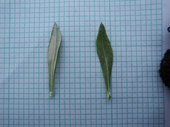 Linochilus schultzii