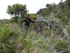 Linochilus violaceus