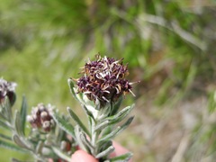 Linochilus violaceus