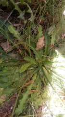 Hypochaeris radicata