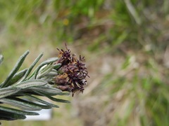 Linochilus violaceus