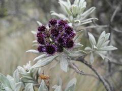 Linochilus schultzii