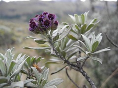 Linochilus schultzii