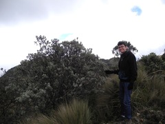 Linochilus schultzii