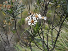 Linochilus rupestris