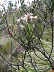 Linochilus rupestris
