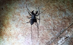 Thelyphonus sepiaris