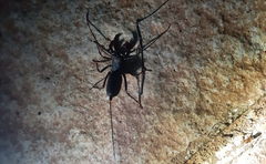 Thelyphonus sepiaris