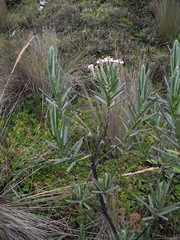 Linochilus rupestris