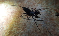 Thelyphonus sepiaris