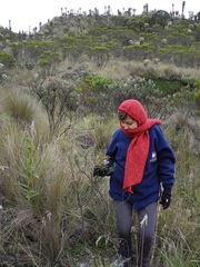 Linochilus rupestris