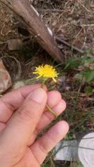 Hypochaeris radicata