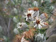 Linochilus eriophorus