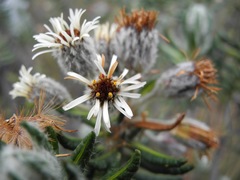 Linochilus eriophorus