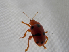 Podontia affinis