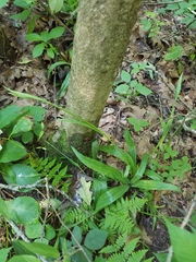 Melanthiaceae