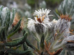 Linochilus eriophorus