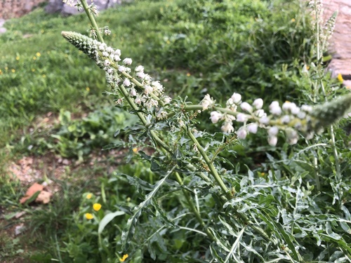 Reseda alba iNat (3)
