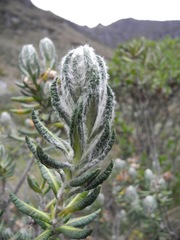 Linochilus eriophorus