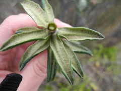 Linochilus eriophorus