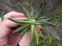Linochilus eriophorus