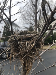 Troglodytes hiemalis