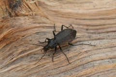 Carabus granulatus interstitialis