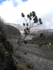 Linochilus eriophorus