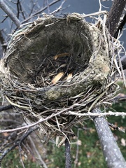 Troglodytes hiemalis