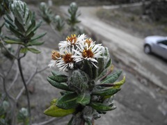 Linochilus eriophorus