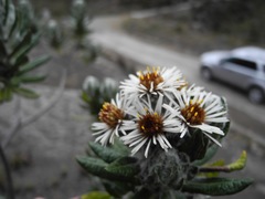 Linochilus eriophorus