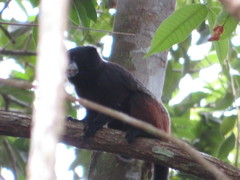Saguinus fuscicollis