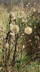 Chrysopsis gossypina