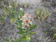 Linochilus eriophorus
