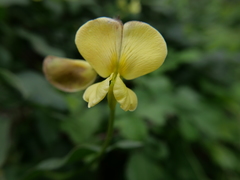 Lathyrus aphaca