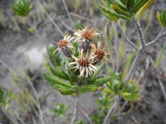 Linochilus eriophorus