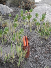 Linochilus eriophorus