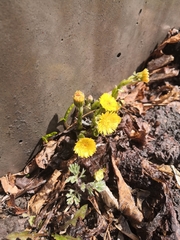 Tussilago farfara