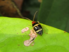 Gynandrobrotica