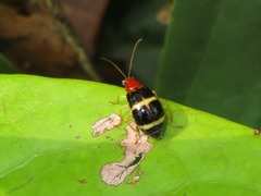 Gynandrobrotica